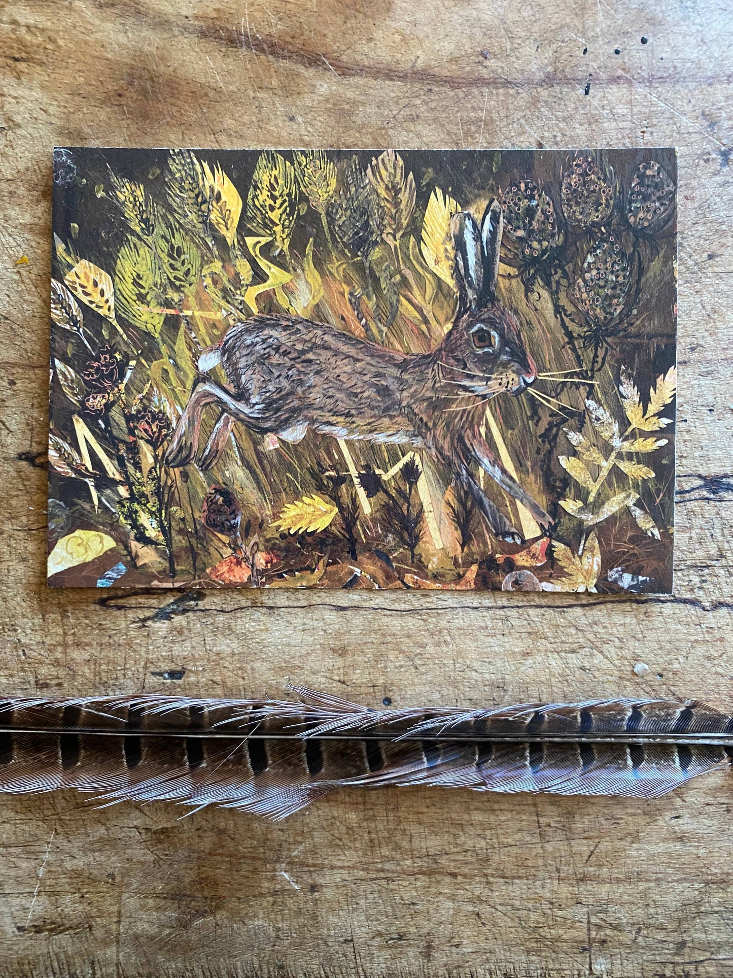 Hare in the wheatfields postcard
