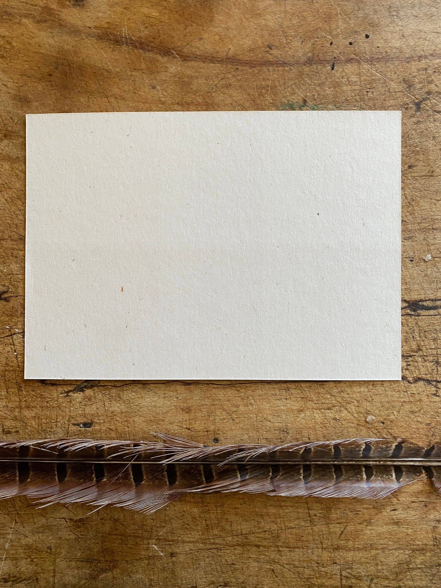 Hare in the wheatfields postcard