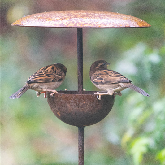 Bird Feeding Station